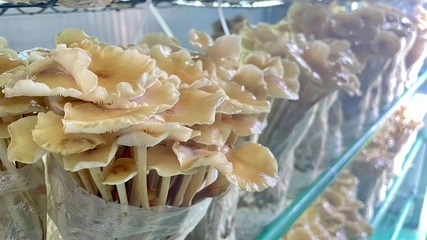 深化“三个年”活动 聚力聚焦打好“八场硬仗” |棚掌柜:打造会思考的“农场”